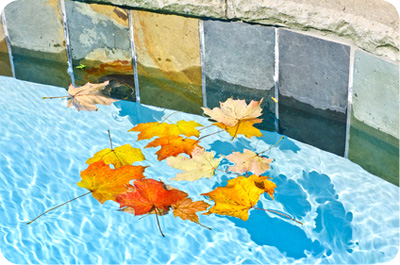 feuilles d'arbre flottant à la surface d'une piscine